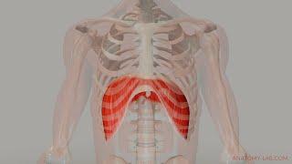 The Movement of the Diaphragm (3D Anatomy)