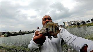 Huge Bluegills Located in Grand Prairie Texas For Everyone to Fish All Summer.