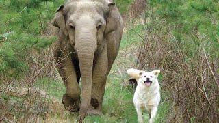 When my dog brings home a friend Funniest Animals 2023