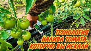 ТЕХНОЛОГИЯ НАЛИВА ТОМАТА,КОТОРАЯ РАБОТАЕТ!