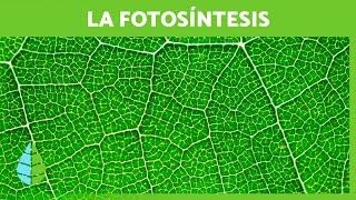 Qué es la FOTOSÍNTESIS ️ (Definición, FASES y su IMPORTANCIA)
