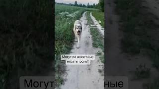 Вы как считаете? #животные #собака #алабай