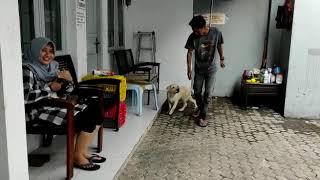 Cara Melatih Anjing - Obedience Training | Faunafella