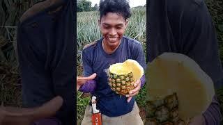 Así me preparo un cooptel de piña #real #naturaleza #pinas