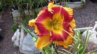 Hemerocallis Daylily - formes et couleurs - shapes and colors - 2019