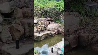 Japanese Frog Stretched Out In My Pool #shorts #japan #kominka #kaeru #frog #frogs #akiya #pond