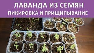 Лаванда из семян Пикировка Прищипывание