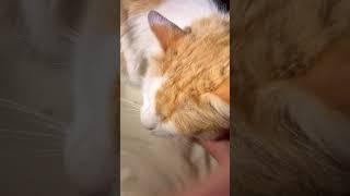 Me and #purring cat . #asmr #cat #shorts