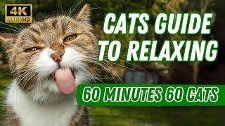 Rescued Cats Relaxing in Sanctuary [4K] @1001pawsTV