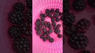 Blood Grapes