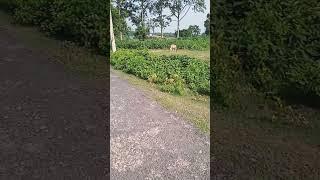 Md Farhad 786#vlog #viral #shorts