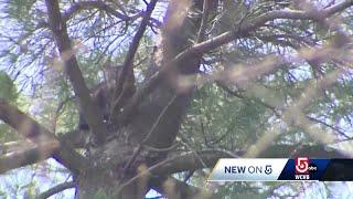 'Scaredy cat' rescued by arborist from 80-feet up