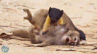 YELLOW-THROATED MARTEN | KHARZA ─ A Huge Marten That Kills Deer and Monkeys for Sport