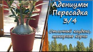 Адениумы. Пересадка 3/4. Отличный каудекс, шикарные корни