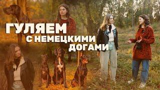 #5 Гуляем с немецкими догами | Настя, Сола и Квинта | Интервью с хозяйкой дога