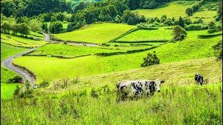 Relax With Natural Mountain Views And The Herd Of Cows Grazing - Relaxing Nature Videos