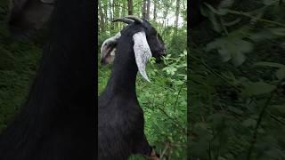 As a goat she yearned for the vines