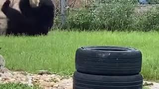 Lion vs Bear, Who will win? | Videology