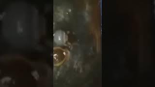idiot Frogs Get Into A Fight #shorts #viral @HitMaker808