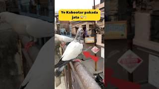 Kabootar pakda jata ️ #minivlog #kabootarloft05 #pigeon #birdspecies #petsvlog #shorts #vlog