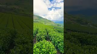 Eryanping Trail #shortsvideo #shortvideo #shorts #short #alishan #trail #trailer #trailers #sun
