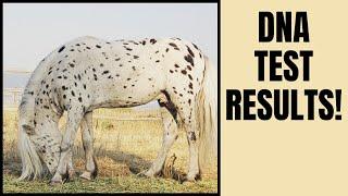 RESCUE Stallion is WHAT Breed!  DNA test revealed!