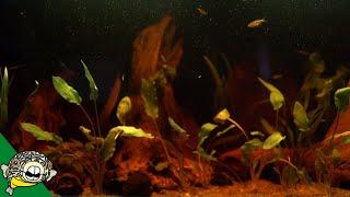 Blackwater Aquarium Setup for Bettas