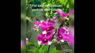 Dendrobium flowering plants for sale.... also combo offers available at low prices...