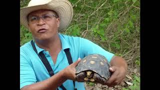 Brazil/Brazylia /2009 /   Pantanal/  II  /   HD... Mato  Grosso  ..