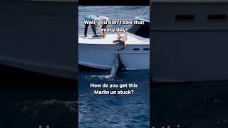 Blue Marlin stuck in boat hull - #fishing #boat #ocean