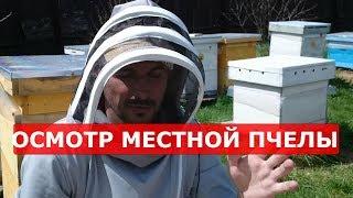 сибирская пчела осмотр прошлогоднего отводка / мелкая матка