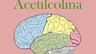 Acetilcolina