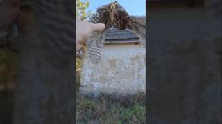 Сыч КУЗЯ  история реабилитации 