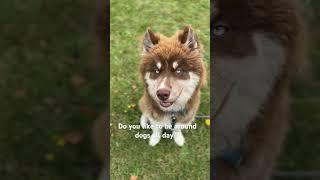 Do you like to be around dogs all day?? #dog #husky #youtube #youtubeshorts #cute #shorts #foryou