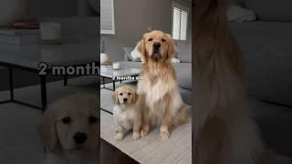 Watch my puppy grow up  #dogshorts #goldenretriever #puppies #dogs #puppyvideos #puppy #doglife