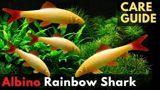 The Albino Rainbow Shark: A One-of-a-Kind Aquatic Wonder (Epalzeorhynchos frenatum)