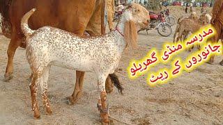 Chak madrasa bakra Mandi pakistan makhi cheeni bakriyan aur bakery Ajmal TV Hasilpur 03086171529