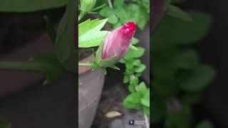 #terrace garden with anita #youtube short #filmorago #hibiscus   