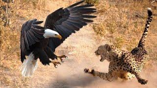 The Most Amazing Eagle Attacks Ever Caught on Camera