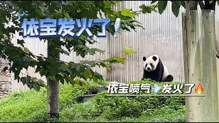 9.13依宝发火了，生气甩头鼻子喷气，委屈巴巴望着戴红帽子的旅行团 #panda   #푸바오 #fubao #루이바오 #후이바오