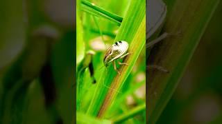 Green Leaf Insects  | Aelia Bug #nature #insects #macrophotography #macroperfection #macro #video