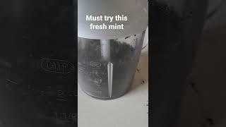 fresh mint how to make #fypシ #cyprus #kris #asmr