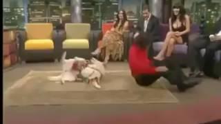Дима круть