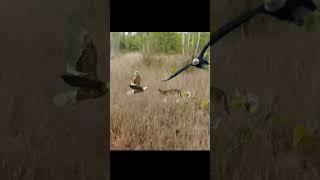 Wolf And Eagle #shorts #wolf #eagle