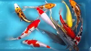 10" Koi Mix Koi Carp fish for sale @ love aquatics