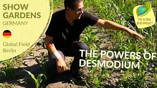 Do You Know Desmodium? (June) – Global Field Berlin  #4 | Global Bean Show Gardens