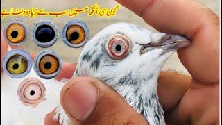 Kon Si Ankh Zadia Wafadar hai || kabootar ki aankh ki pehchan || Afzaal Pigeons