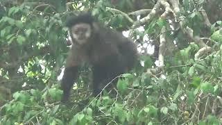 Macaco comendo