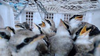 Pasar Burung Paling Rame dan stok Burung lengkap dan murah