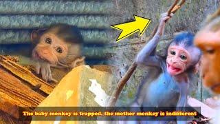 Wild life of monkeys. Cute wild baby monkeys. The baby monkey was stuck and keeps crying